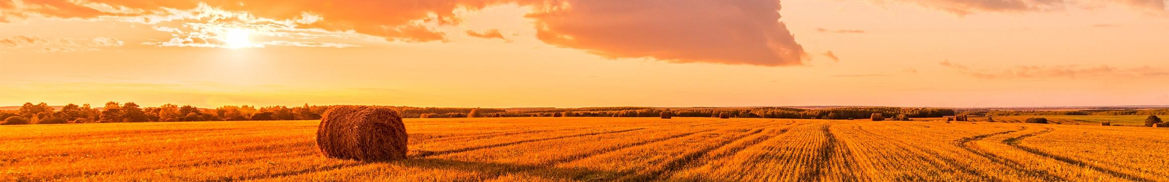 wheat field