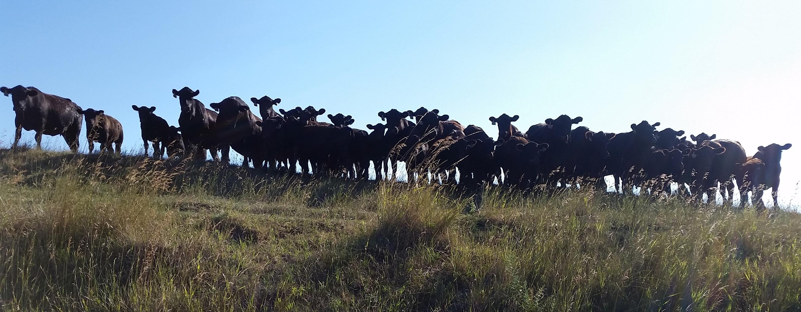 Cattle on a hill