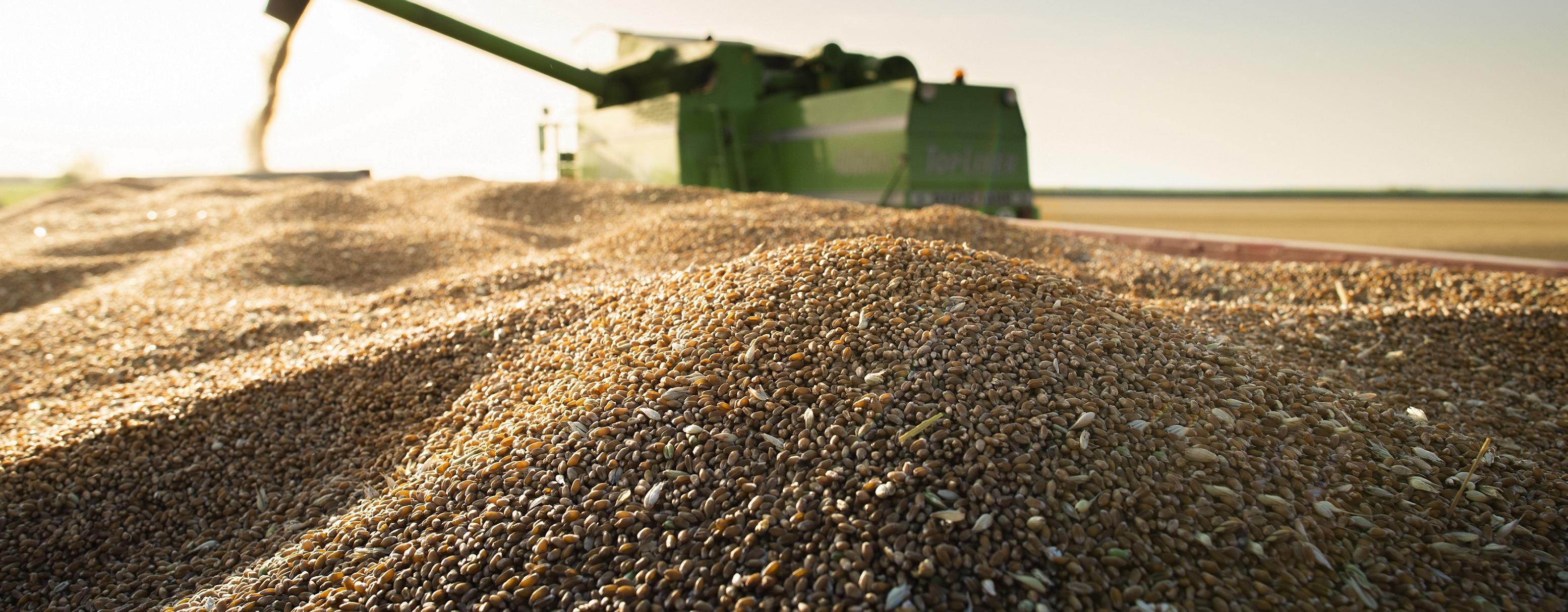 combine dumping corn into trailer