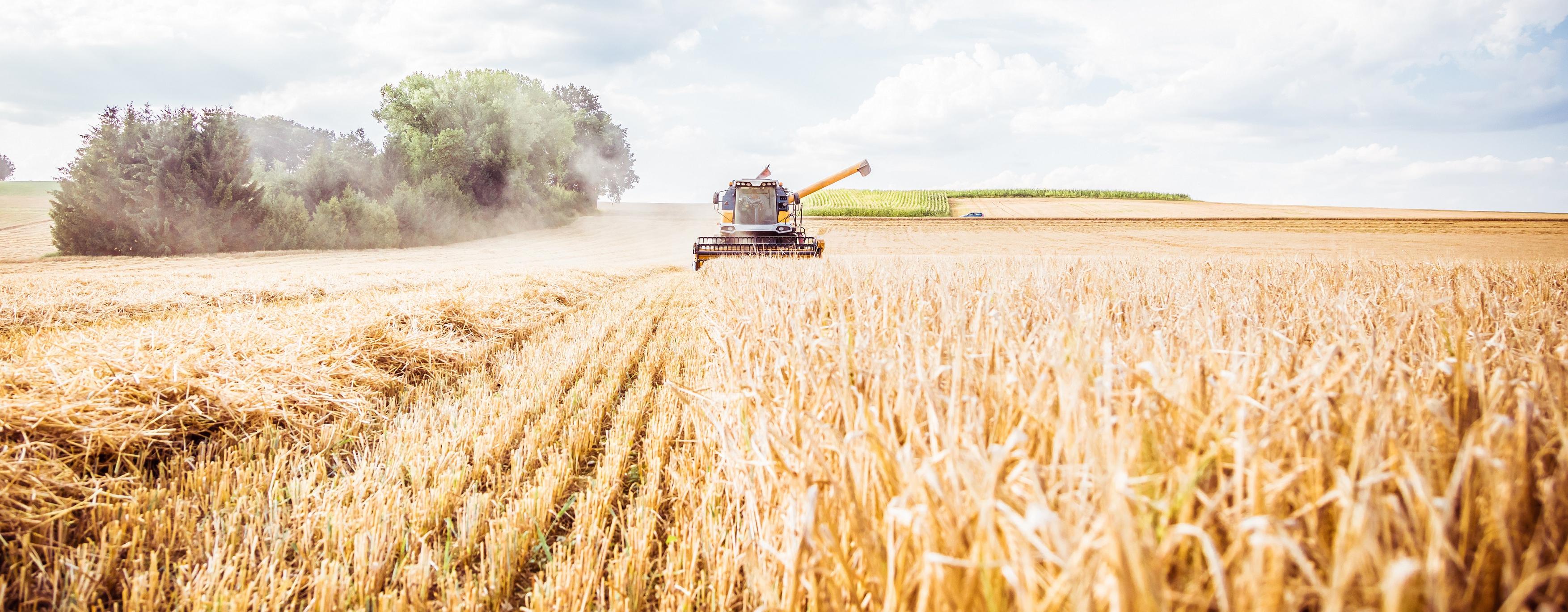 Combining wheat