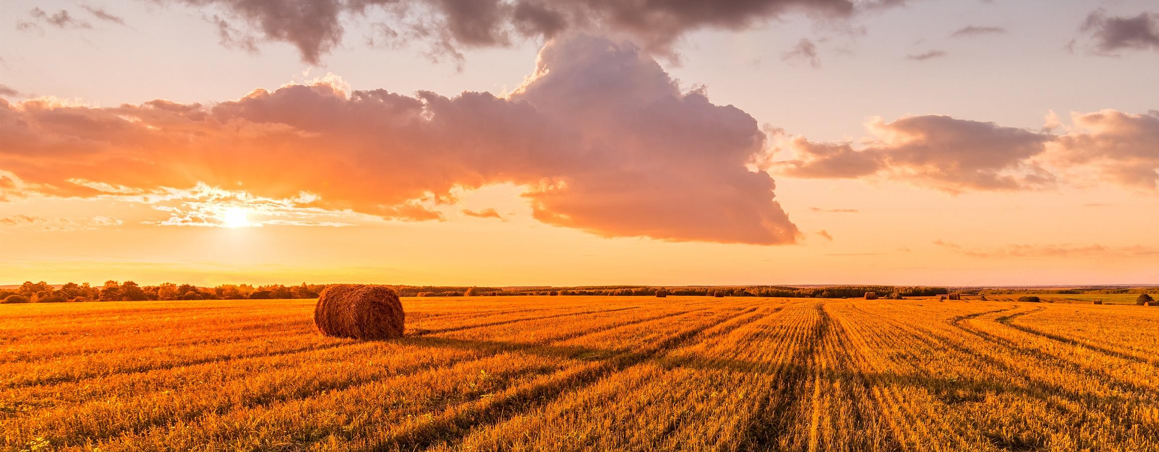 Wheat Field